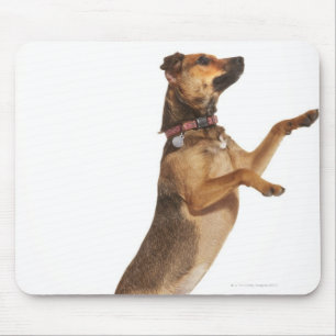 Tapis De Souris Familiaris 2 de Canis