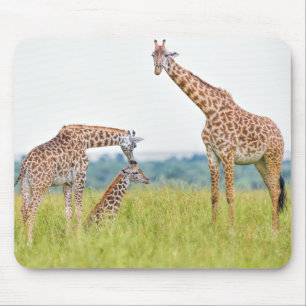Tapis De Souris Famille de girafe des images de Getty