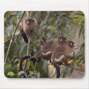 Tapis De Souris Famille de marmousets singes