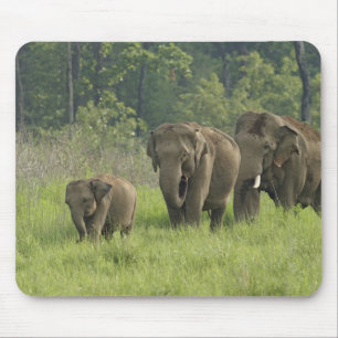 Tapis De Souris Famille d'éléphants indiens