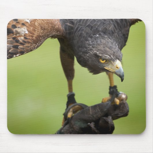 Tapis De Souris faucon (Devant)