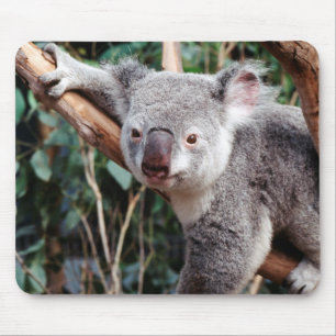 Tapis De Souris Featherdale Wildlife Park, ours koalas
