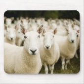 Tapis De Souris Fermes | Troupeau de moutons (Devant)