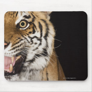 Tapis De Souris Fermez-vous du visage du tigre d'hurlement