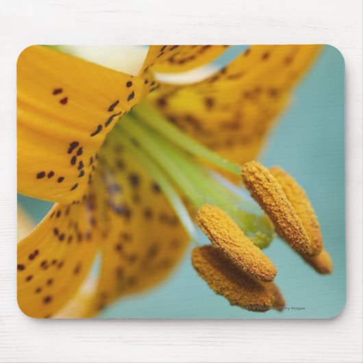 Tapis De Souris Fermez-vous d'un lis jaune (Devant)