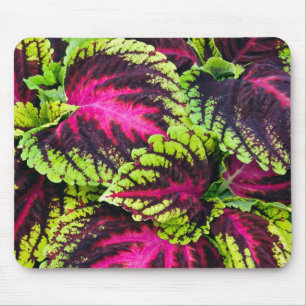 Tapis De Souris Feuilles Plantes de Coleus