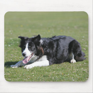 Tapis De Souris Fixation de border collie