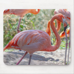Tapis De Souris Flamant des Caraïbes