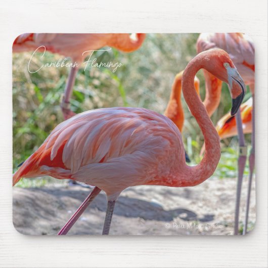 Tapis De Souris Flamant des Caraïbes (Devant)