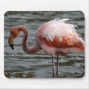 Tapis De Souris Flamant rose des îles Galapagos