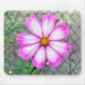 Tapis De Souris Fleur Cosmos rose et blanc (Devant)