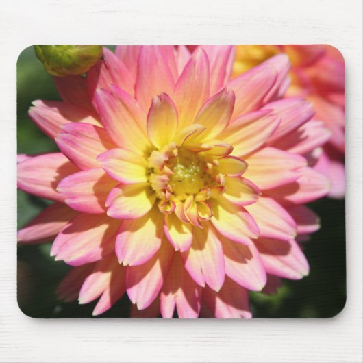Tapis De Souris Fleur Dahlia rose chaud (Devant)