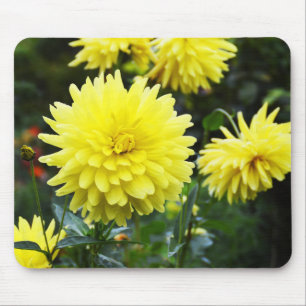 Tapis De Souris Fleur de dahlias jaune