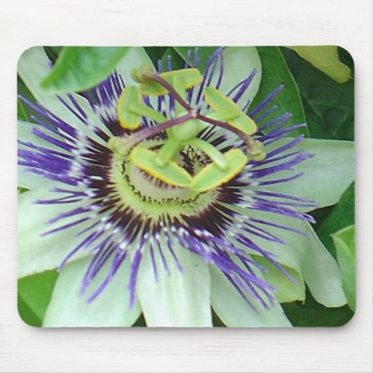 Tapis De Souris Fleur de la passion (Devant)