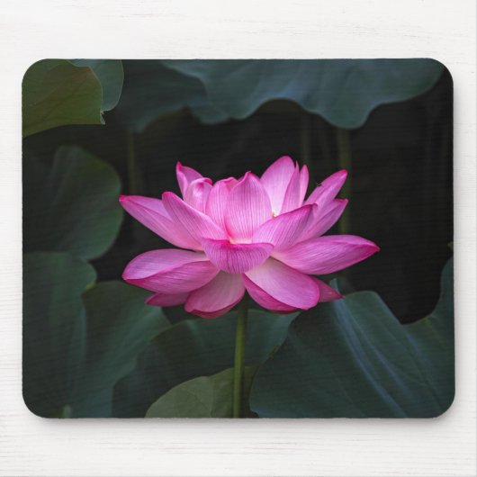 Tapis De Souris Fleur de Lotus (Devant)