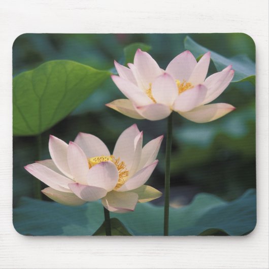 Tapis De Souris Fleur de Lotus en fleurs, Chine (Devant)