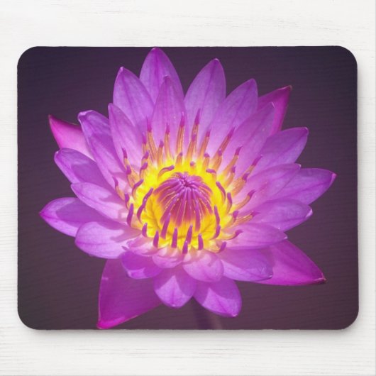 Tapis De Souris Fleur de Lotus pourpre (Devant)