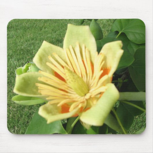 Tapis De Souris Fleur de peuplier de tulipe (Devant)