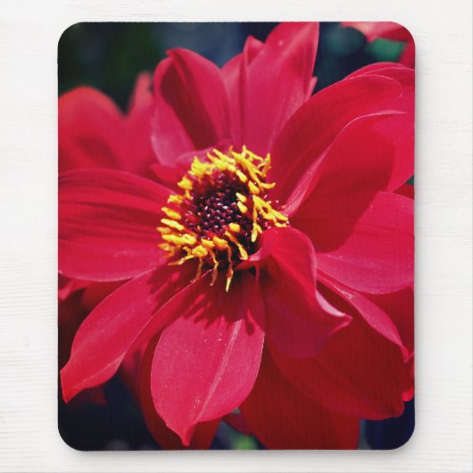 Tapis De Souris Fleur de pin rouge (Devant)