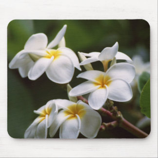 Tapis De Souris Fleur de Plumeria