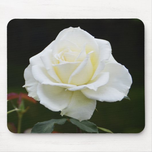 Tapis De Souris Fleur de rose blanche (Devant)