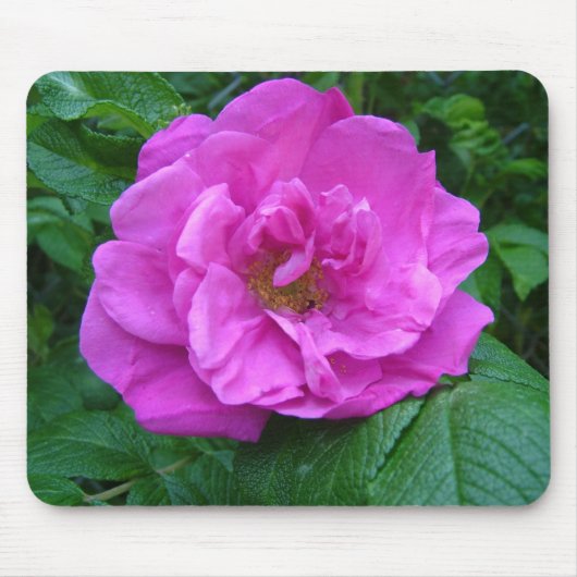 Tapis De Souris fleur de rose rose, violette (Devant)
