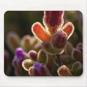 Tapis De Souris Fleur de succulente colorée en contre-jour avec bo