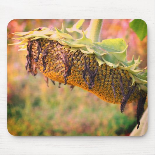 Tapis De Souris Fleur de tournesol défraîchie (Devant)