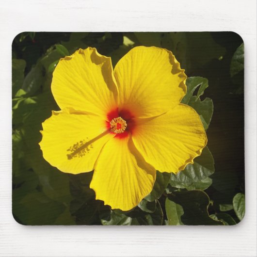 Tapis De Souris Fleur d'Hibiscus jaune (Devant)