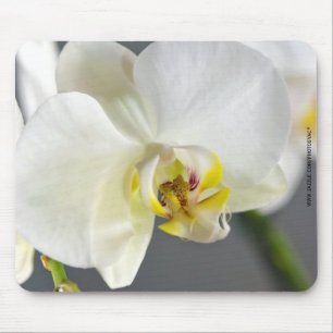 Tapis De Souris Fleur d'orchidée blanche
