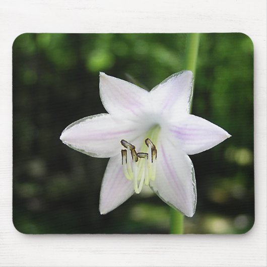 Tapis De Souris Fleur Hosta Blanche (Devant)
