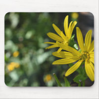 Fleur Jaune Fleur Florale Nature Photographie