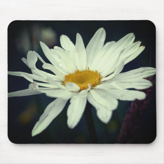 Tapis De Souris Fleur marguerite blanche (Devant)