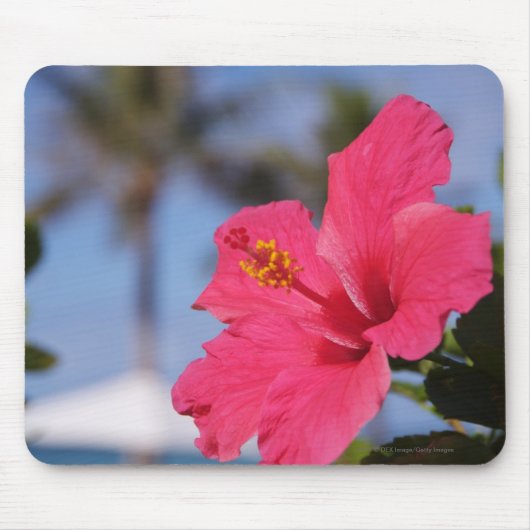 Tapis De Souris Fleur rose de ketmie (Devant)