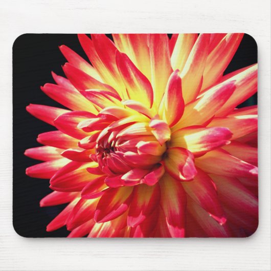 Tapis De Souris Fleur Rouge Dahlia Vibrante (Devant)