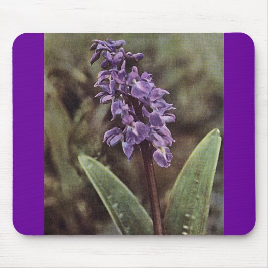 Tapis De Souris Fleur sauvage : Orchidées violettes précoces (Devant)