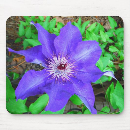 Tapis De Souris Fleur violette Clematis (Devant)