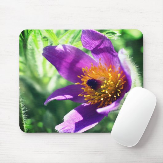 Tapis De Souris Fleur violette Pasque (Avec souris)