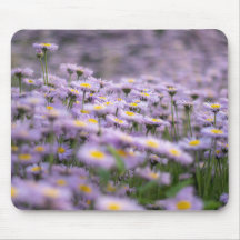 Fleurs d'aster violet