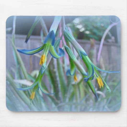 Tapis De Souris Fleurs de bromeliade sur bleu (Devant)
