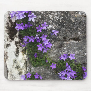 Tapis De Souris Fleurs de Campanula poussant sur un mur