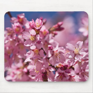 Tapis De Souris Fleurs de cerisier Sakura embrassées par la lumièr