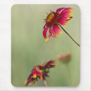 Tapis De Souris Fleurs de cône qui commencent à fleurir