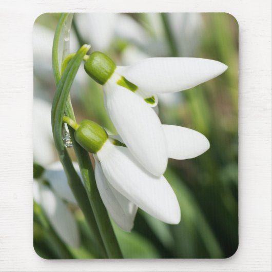 Tapis De Souris Fleurs de neige (Devant)