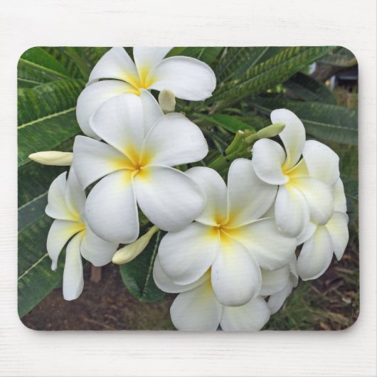 Tapis De Souris Fleurs de Plumeria d'Hawaï (Devant)