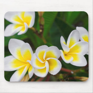 Tapis De Souris Fleurs de plumeria en gros plan, Hawaï
