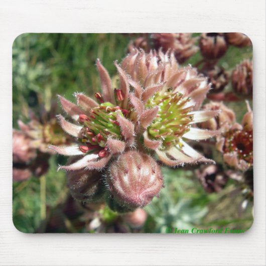 Tapis De Souris Fleurs de poules et de poussins (Sempervivum) (Devant)