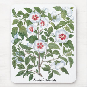 Tapis De Souris Fleurs d'Hibiscus Vintage par Basilius Besler