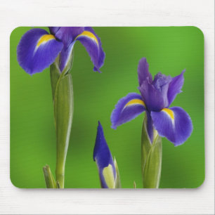 Tapis De Souris Fleurs d'Iris