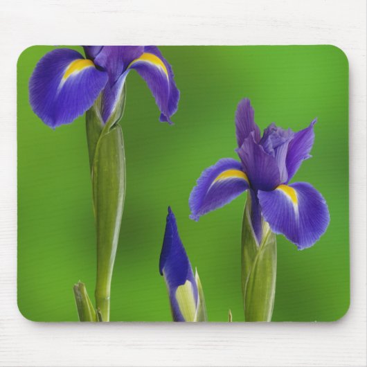 Tapis De Souris Fleurs d'Iris (Devant)
